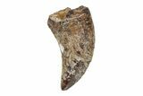 Serrated, Dromaeosaurid Theropod (Acheroraptor) Tooth - Montana #204214-1